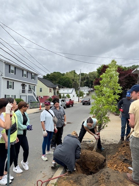 A group of people stand on a residential street as two individuals plant a young tree in a prepared hole, with houses and overcast sky in the background.